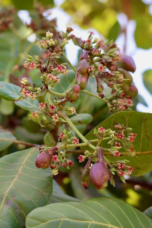 Jak roste kešu, Grizly