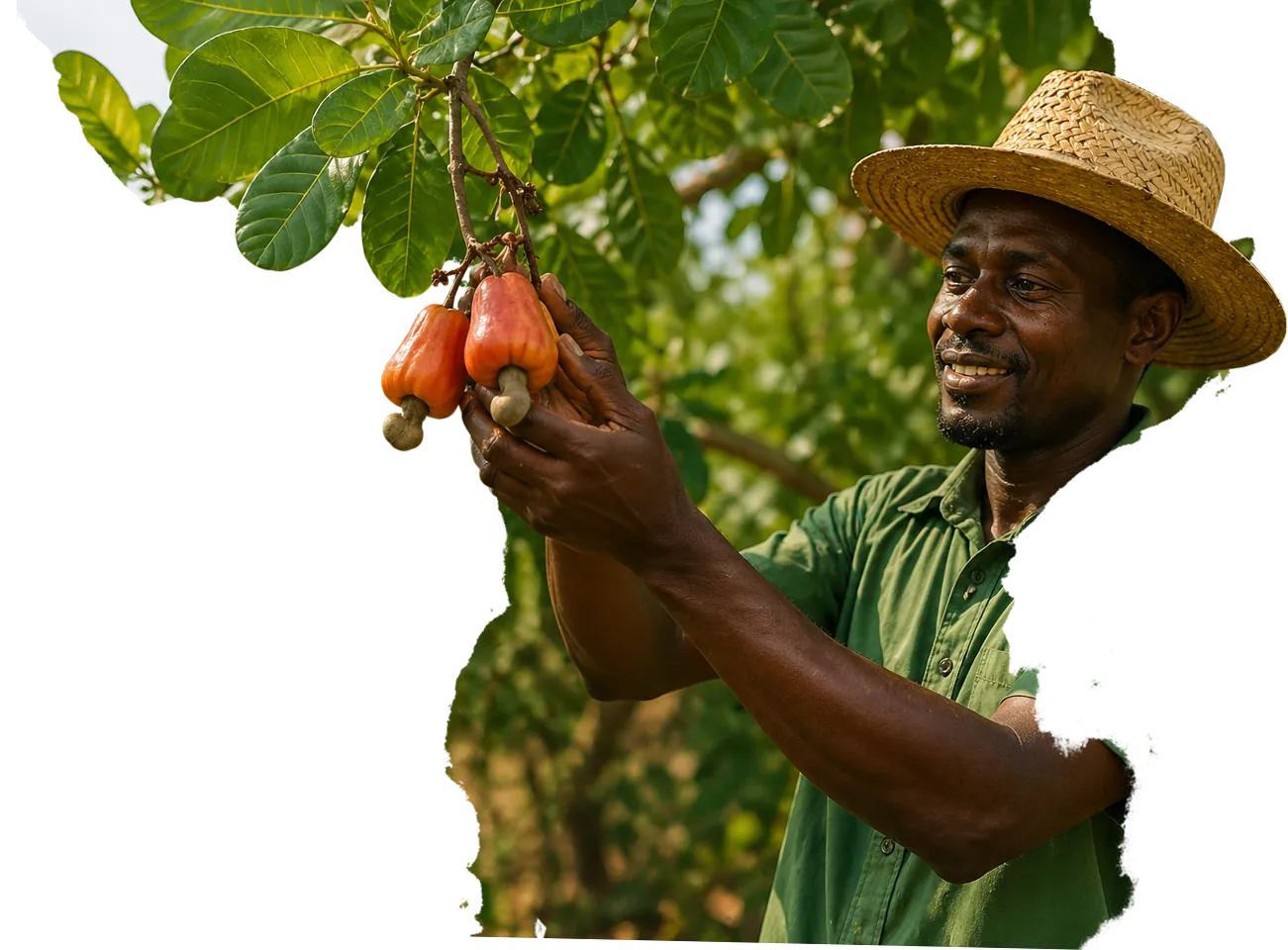 Keňský farmář sklízející kešu