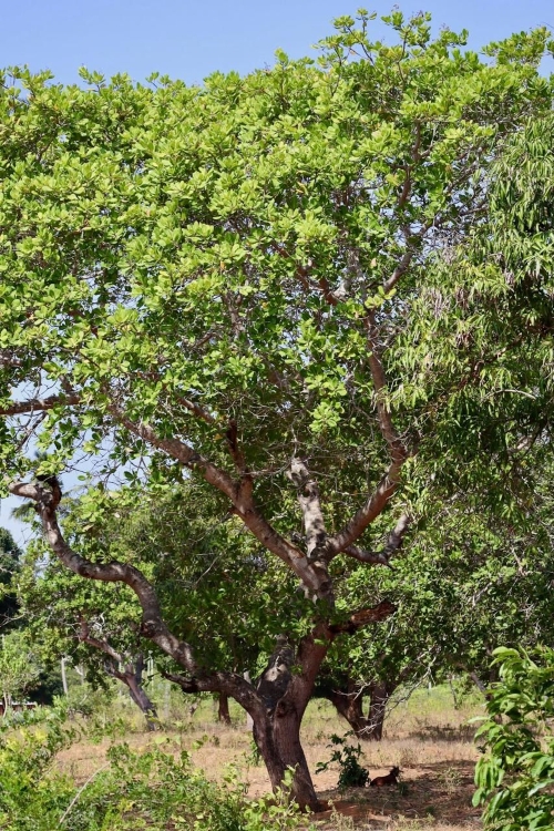 Jak roste kešu, strom Grizly