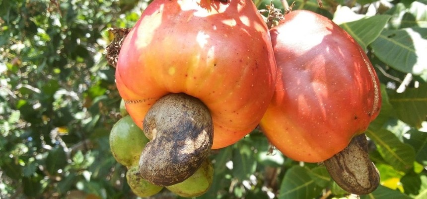 Kešu ořechy: Odkud pocházejí a jak rostou