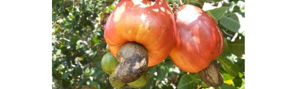 Kešu ořechy: Odkud pocházejí a jak rostou
