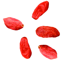 Kustovnice čínská (Goji)