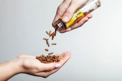 Cvrčci s příchutí slaný karamel