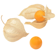 Mochyně (Physalis)