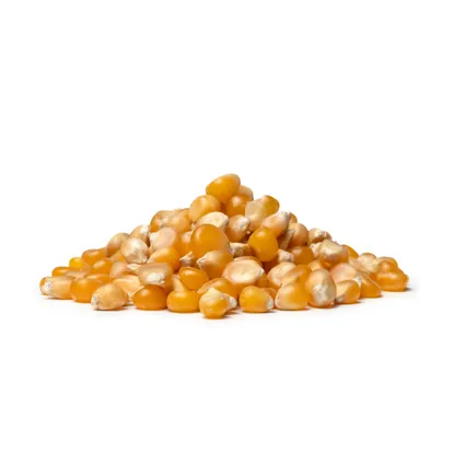 Kukuřice na popcorn