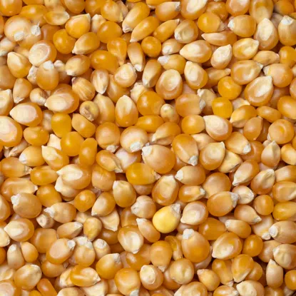 Kukuřice na popcorn