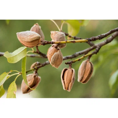 Mandle Natural - Nonpareil