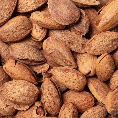 Mandle ve skořápce