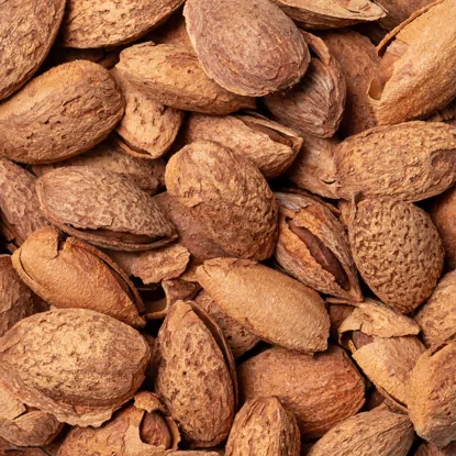 Mandle ve skořápce