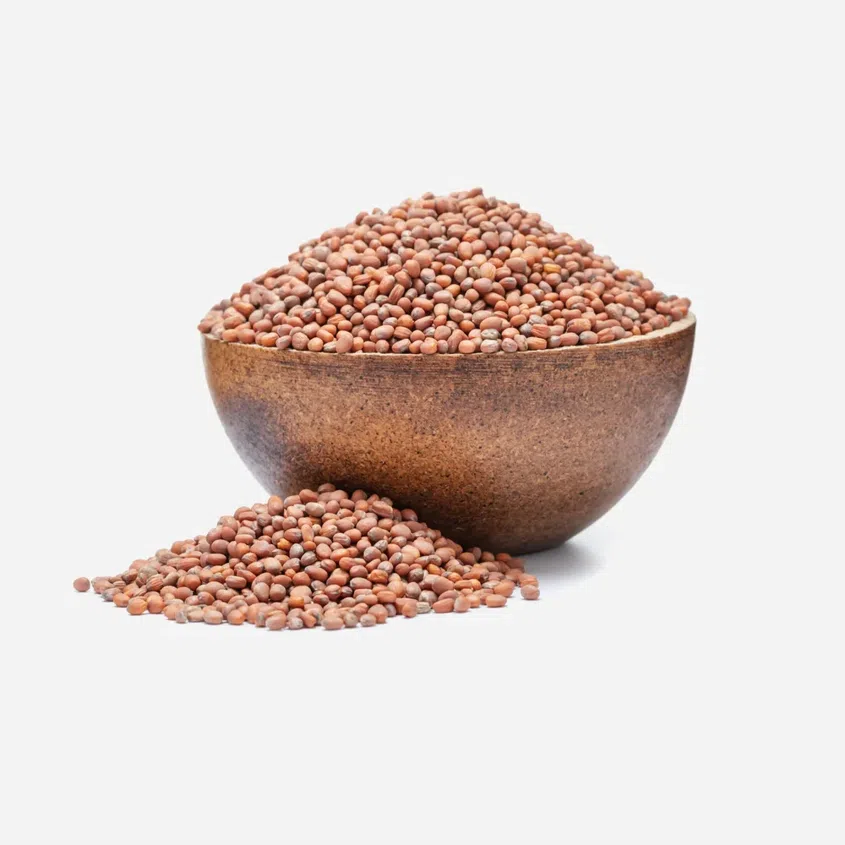 Ředkev BIO semínka na klíčení